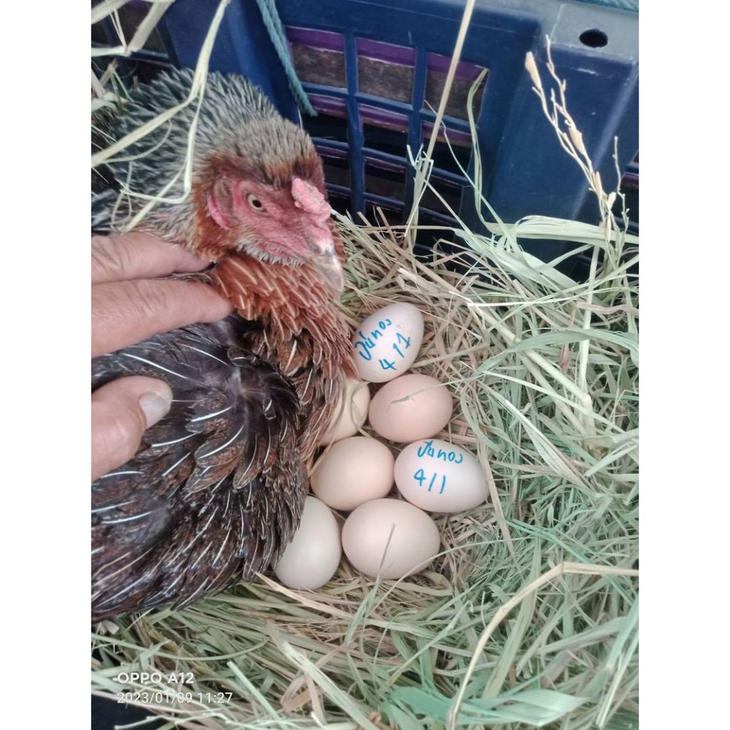 รูปภาพ 6