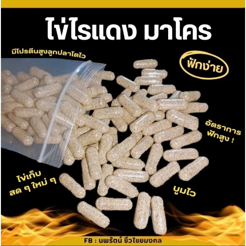 ไข่ไรแดงมาโคร พร้อมส่ง ฟักง่าย โตไว เลี้ยงด้วยน้ำเขียว