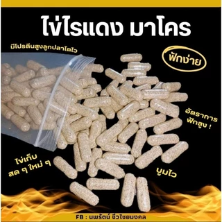 ไข่ไรแดงมาโคร พร้อมส่ง ฟักง่าย โตไว เลี้ยงด้วยน้ำเขียว