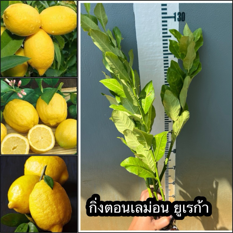 กิ่งตอนมะนาวเลม่อน(Lemon) พันธุ์ยูเรก้า(มะนาวฝรั่ง) พันธุ์ลูกใหญ่ เป็นพันธุ์เบา ออกดอก ติดผลง่าย ไม่ต้องรอฤดูกาล ติดผลไว