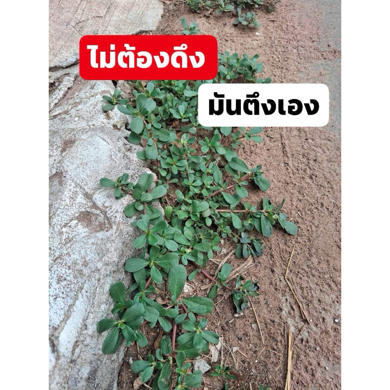 ผักเบี้ยใหญ่ สมุนไพรใกล้ตัว 100 กรัม