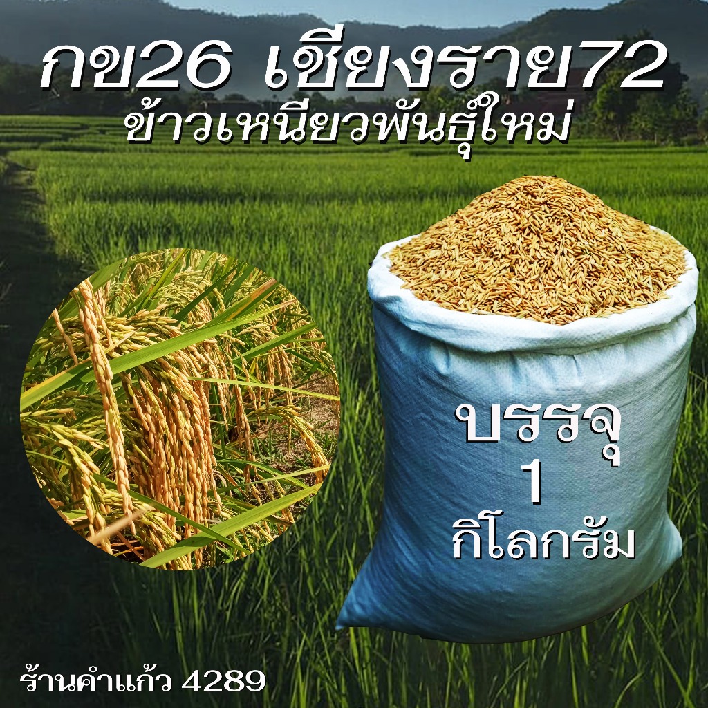 เมล็ดพันธุ์ข้าวเหนียวหอมนาคา บรรจุ 1 กก. พันธุ์ข้าวเหนียวอย่างดี ปลูกเองขายเองโดยวิธีธรรมชาติ ปลูกได้ทั้งนาปีและนาปรัง