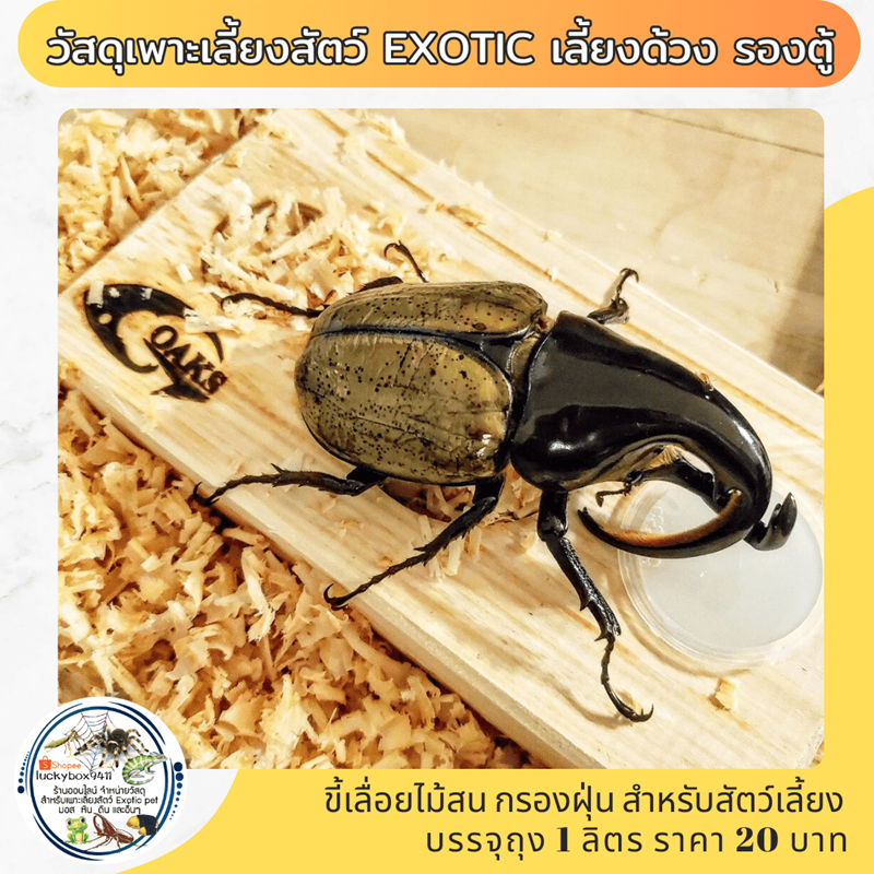 ขี้เลื่อยไม้สน วัสดุเพาะเลี้ยงสัตว์ exotıc เลี้ยงด้วง รองตู้