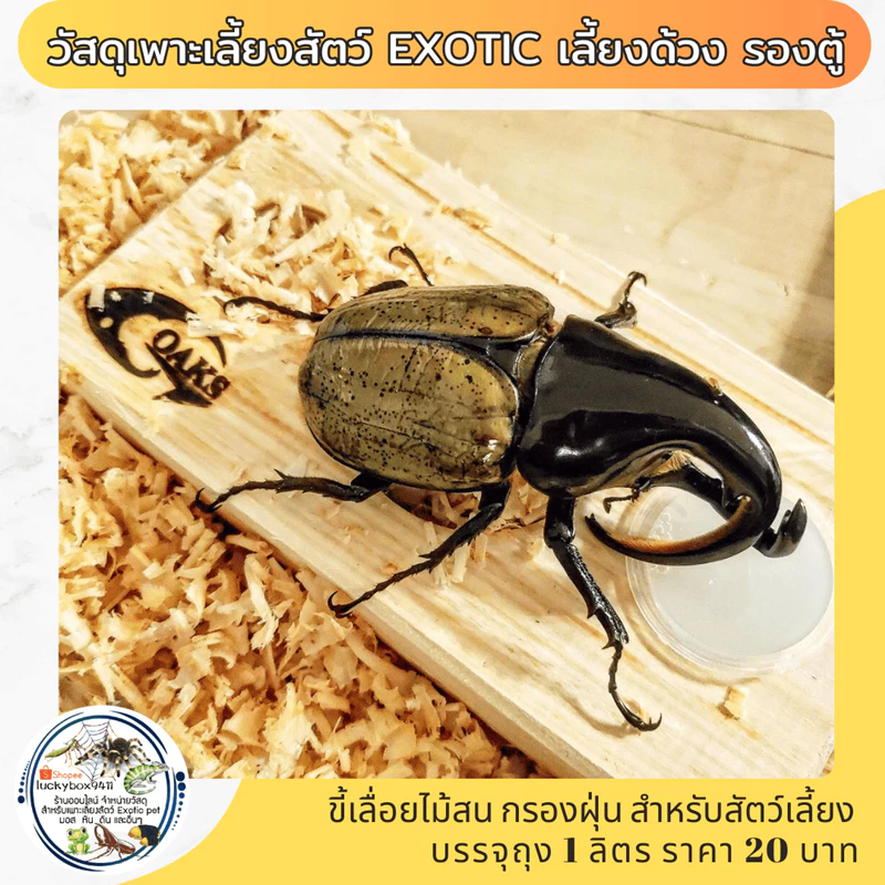 ขี้เลื่อยไม้สน วัสดุเพาะเลี้ยงสัตว์ exotıc เลี้ยงด้วง รองตู้