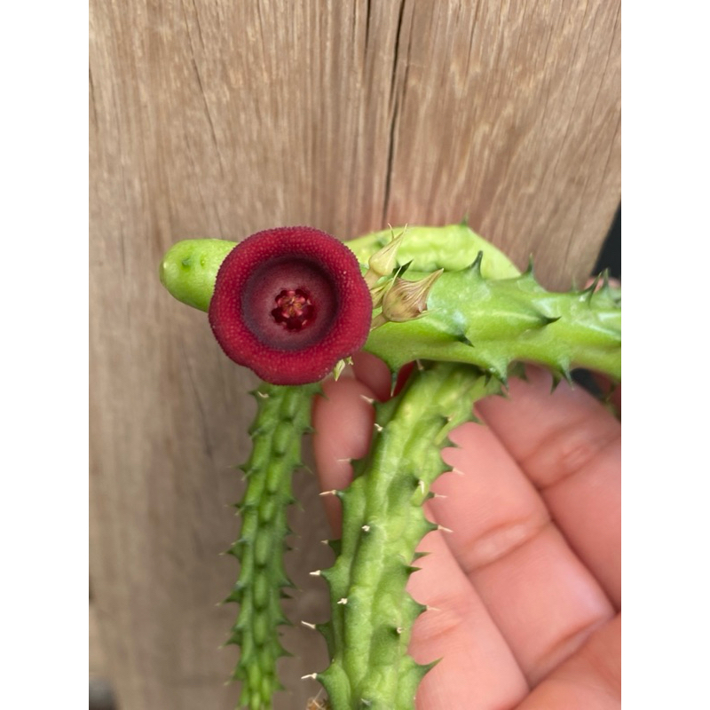 เก๋งจีนดอกแดง Huernia schneideriana กิ่งตัดสด ขนาดความยาว15-20 ซม.