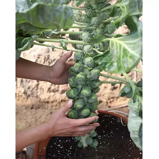 เมล็ดพันธุ์ กะหล่ำดาว 40 เมล็ด Brussels sprouts seed เมล็ดพันธุ์แท้100% นำเข้าจากต่างประเทศ