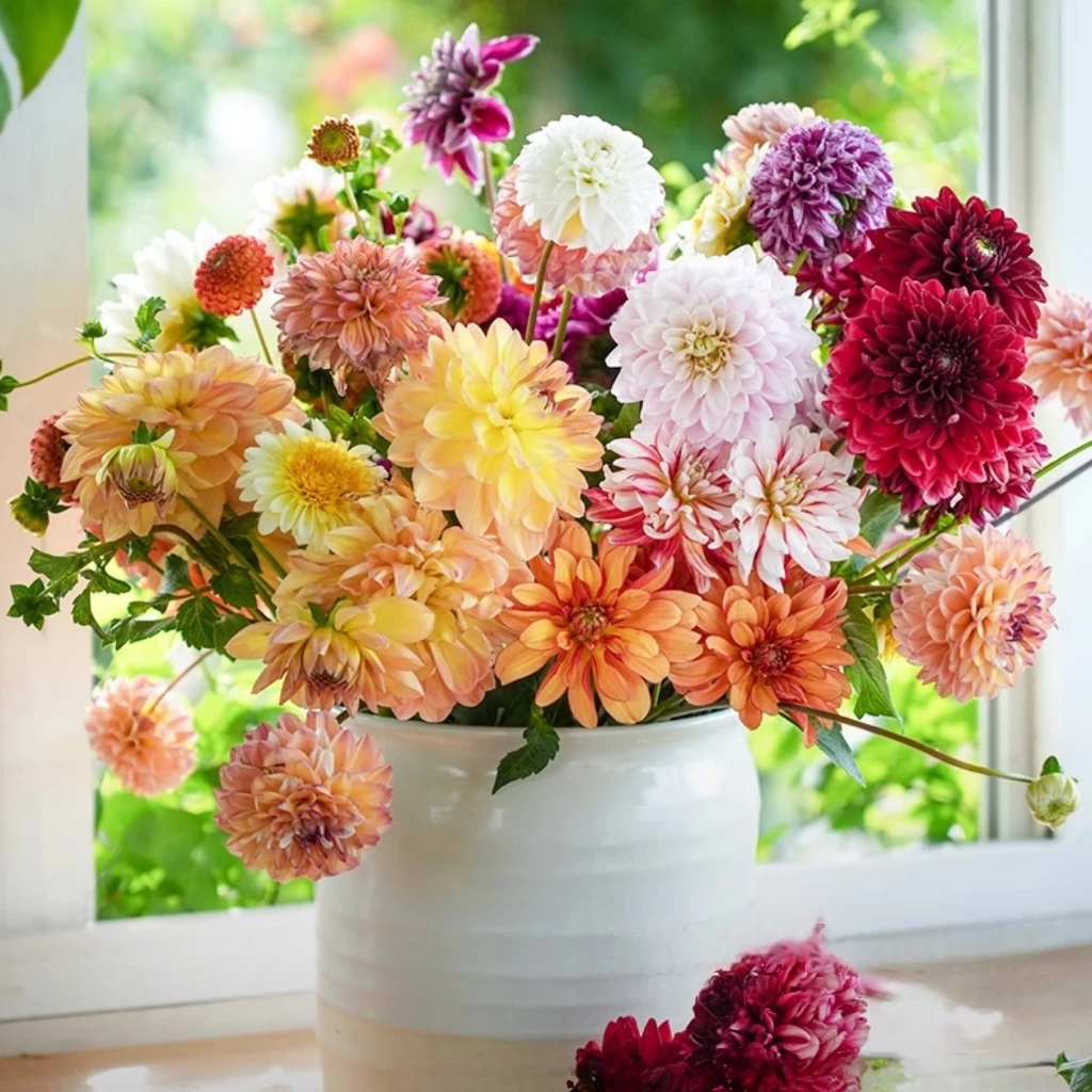 เมล็ดดอกรักเร่ คละสี 100 เมล็ด เมล็ดรักเร่ Dahlia Color Mix