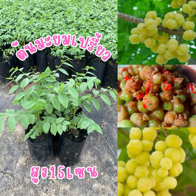 ต้นมะยมเปรี้ยวต้นละ20บาท เพาะเมล็ดต้นแข็งแรง