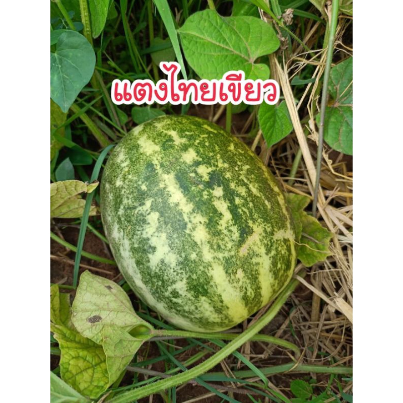 เมล็ดพันธุ์แตงไทยเขียว 50 เมล็ด