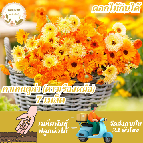 เมล็ดพันธุ์ คาเลนดูล่า ดาวเรืองหม้อ 7 เมล็ด Calendula Seed เมล็ดพันธุ์แท้ นำเข้าจากต่างประเทศ ปลูกผัก สวนครัว