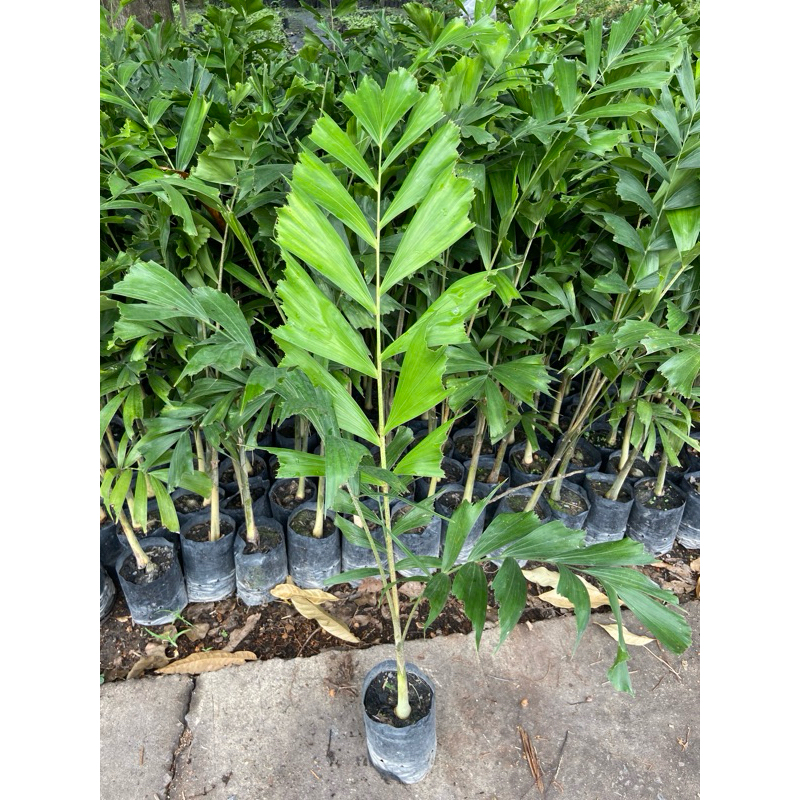 ต้นปาล์มหางกระรอก (foxtail Palm) ผลทานได้ ปลูกง่ายโตไว (สูง 60-80cm)