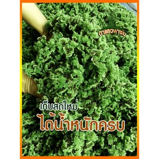 แหนแดงแม่พันธุ์ พร้อมส่ง เกรดAAA ราคาถูก