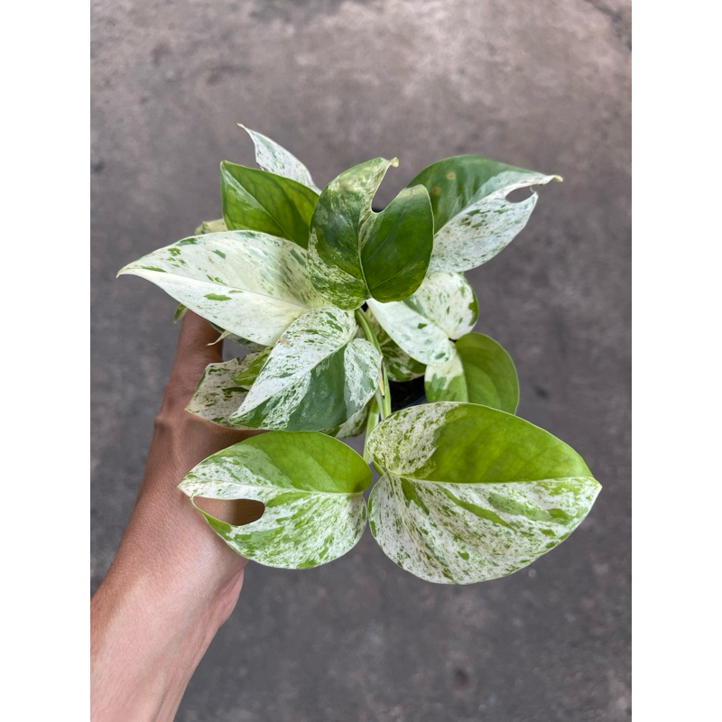 อิพิมาเบิ้ล Epipremnum pinnatum marble Variegated ส่งพร้อมกระถาง 3-4“