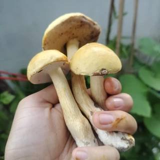 เชื้อเห็ดผึ้งข้าว (ส่งด่วนทุกวัน) สูตรเส้นใยบริสุทธิ์ เดินเชื้อเร็ว | โอกาสเกิดสูงขึ้น | สูตรเฉพาะ พร้อมส่ง | 600 มล.
