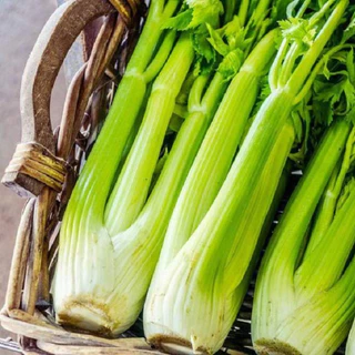 เมล็ดพันธุ์ คื่นฉ่ายยักษ์ คื่นฉ่ายฝรั่ง เซเลอรี่ 150เมล็ด Celery Utah Seedเมล็ดพันธุ์แท้100%นำเข้าจากต่างประเทศ ปลูกผัก