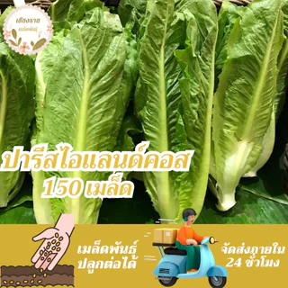 เมล็ดพันธุ์ ผักสลัด ปารีสไอแลนด์คอส 150 เมล็ด Parris island Cos Lettuce Seed เมล็ดพันธุ์แท้ นำเข้าจากต่างประเทศ โตไว