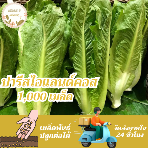 เมล็ดพันธุ์ ผักสลัด ปารีสไอแลนด์คอส 150 เมล็ด Parris island Cos Lettuce Seed เมล็ดพันธุ์แท้ นำเข้าจากต่างประเทศ โตไว