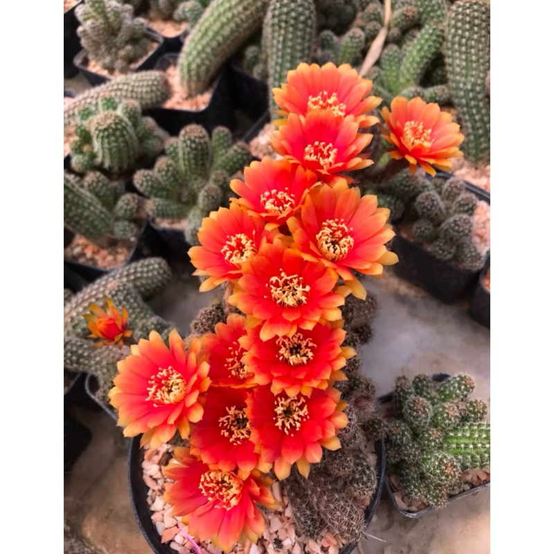 หน่อเด็ดสดอิชินอปเลื้ิอยดอกสีส้มพระอาทิตย์สวยมาก Echinopsis