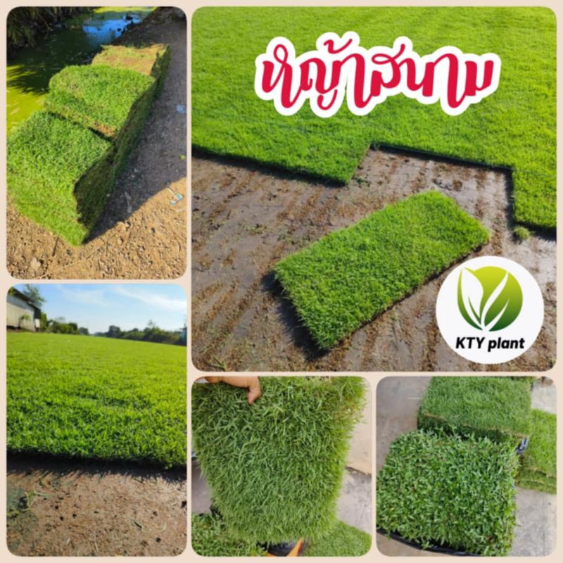 หญ้าสนามจริง หญ้าจัดสวน หญ้านวลน้อย, หญ้าญี่ปุ่น, หญ้าพาสพาลัม, หญ้ามาเลเซีย ขนาด 50x100ซม.
