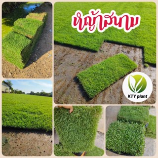 หญ้าสนามจริง หญ้าจัดสวน หญ้านวลน้อย, หญ้าญี่ปุ่น, หญ้าพาสพาล…