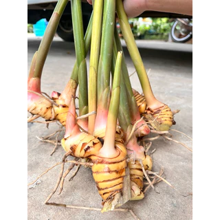 ข่าเหลือง​ (ท่อนพันธุ์) 1ชุดมี4ต้น
