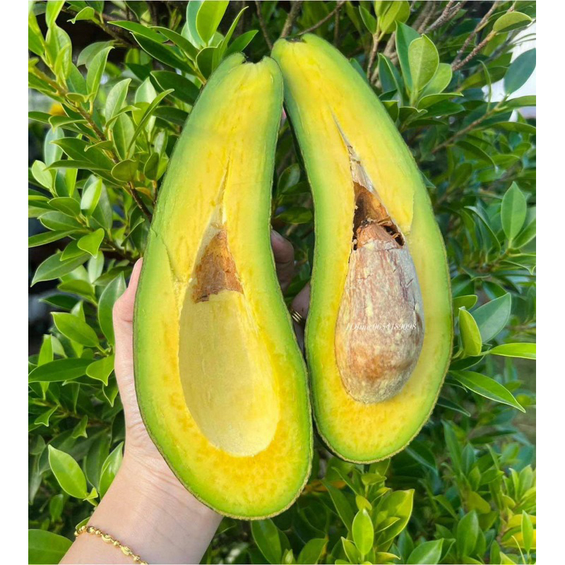 อาโวคาโด 2 โล สายพันธุ์ 034 (เวียดนาม)