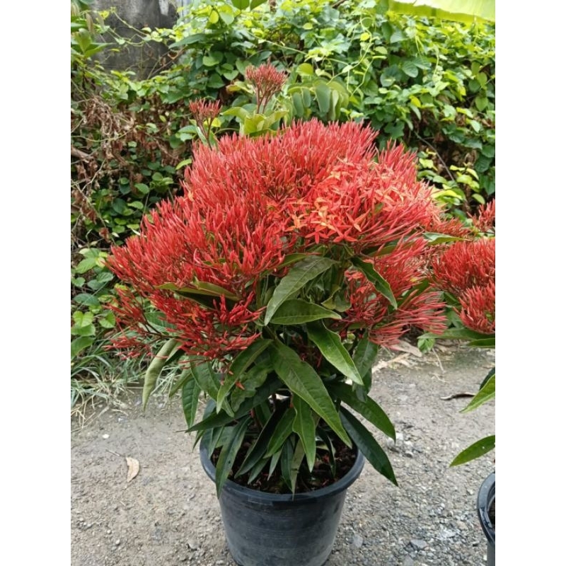 เข็มศรีลังกาสีแดงดอกดก Rubiaceae กระถาง 11 นิ้ว (กทม)