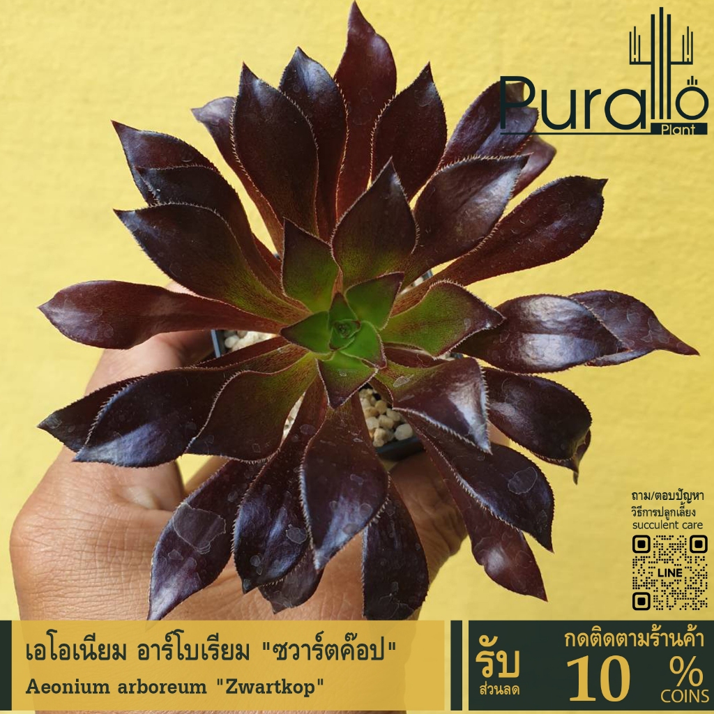 ต้นไม้อวบน้ำ เอโอเนียม อาร์โบเรียม "ซวาร์ตค๊อป" Aeonium arboreum "Zwartkop" #succulent #Aeonium