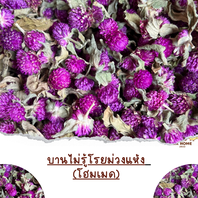 ดอกบานไม่รู้โรยม่วงโฮมเมด ดอกบานไม่รู้โรยม่วง บานม่วง อาหารเสริมสำหรับนกแก้ว