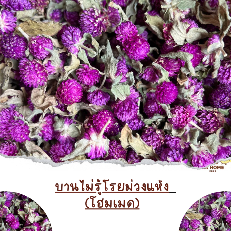 ดอกบานไม่รู้โรยม่วงโฮมเมด ดอกบานไม่รู้โรยม่วง บานม่วง อาหารเสริมสำหรับนกแก้ว