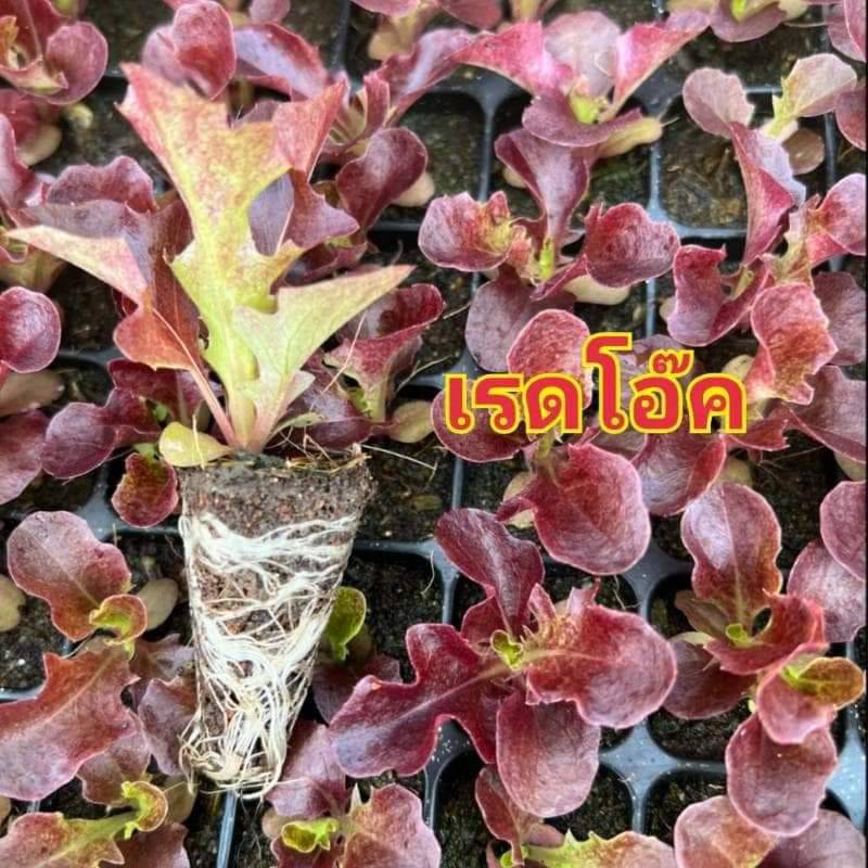 ต้นกล้าเรดโอ๊ค 20 ต้น ต้นกล้าผักสลัดไฮโดร ต้นกล้าพร้อมปลูก กล้าเรด กล้ากรีนโอ๊ค กรีนคอส ต้นกล้าพร้อมปลูก