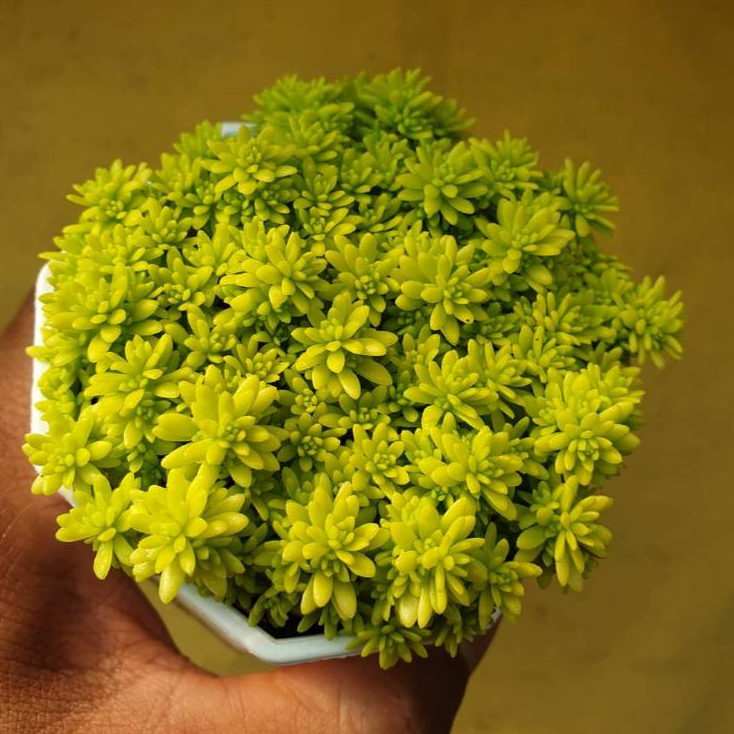 ต้นไม้อวบน้ำ กุหลาบหิน แพรทองแคระ Sedum Minus Aureus  ต้นเศรษฐีแพรทอง #succulent #เมล็ดพันธุ์พืช - รูปที่ 5