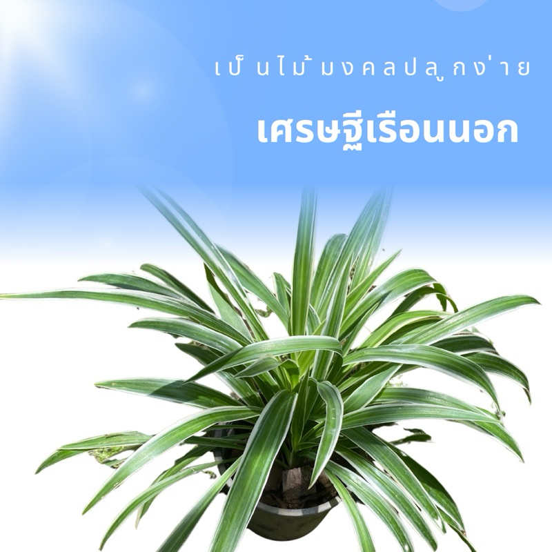 ว่านเศรษฐีเรือนนอก,เรือนใน,เรือนแก้ว