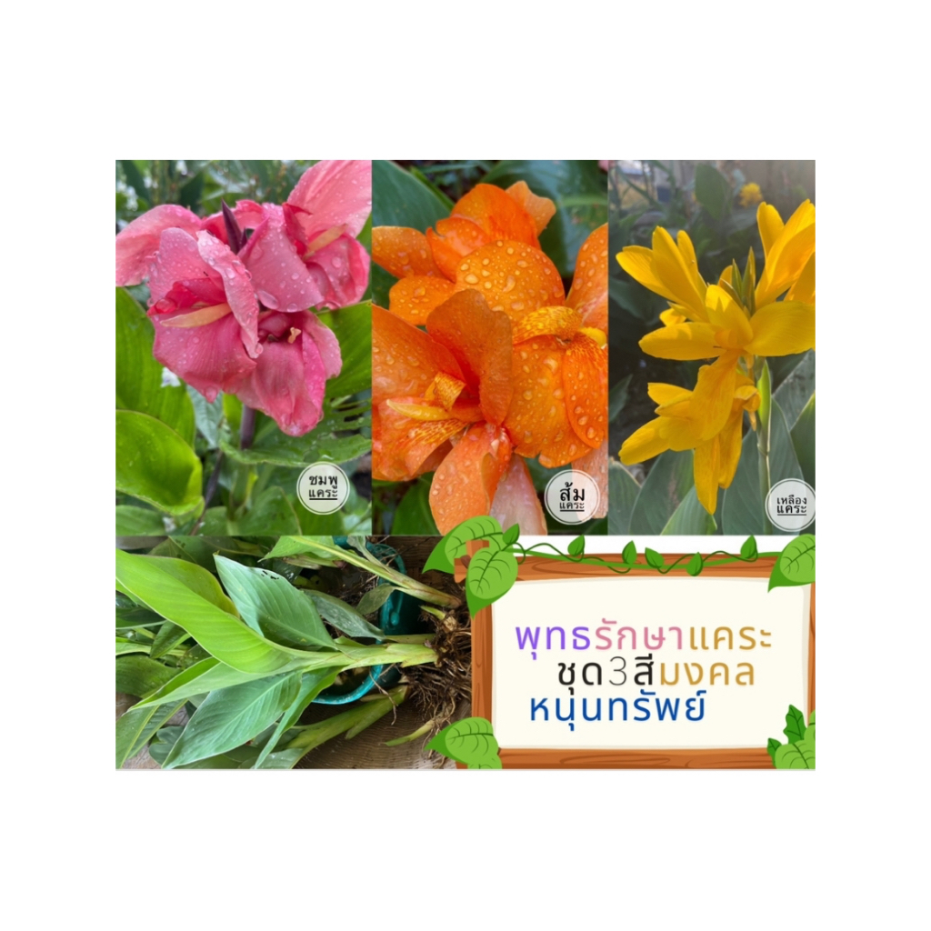 ดอกพุทธรักษาแคระชุด3สีมงคลเสริมโชคลาภหนุนดวง(ขายเป็นหน่อ)