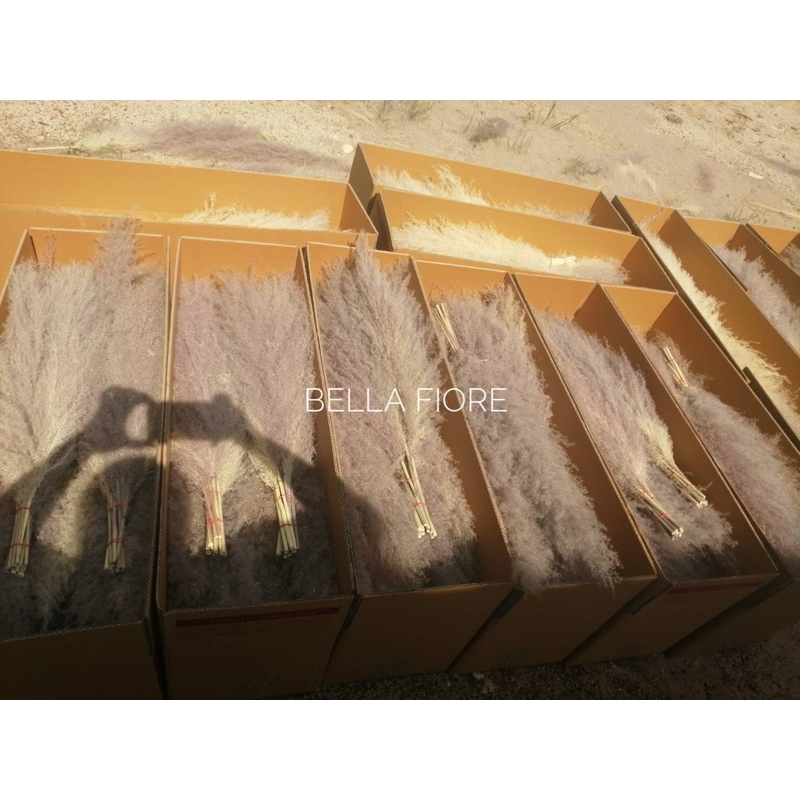 หญ้าเลา แพมพัส ดอกไม้แห้ง ราคาต่อ1ก้าน ราคาเริ่มต้นก้านละ 10 บาท พร้อมส่งจาก กทมเลยจ้า ราคา ถูกที่สุด ดีลบีเคเค แกลเลอรีภาพที่ 8