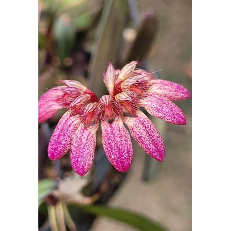 กล้วยไม้ สิงโตร่มชมพู 🌸 ใบมีสีแดงใบสั้น ติดดอก 13พค.69🌸❤️​