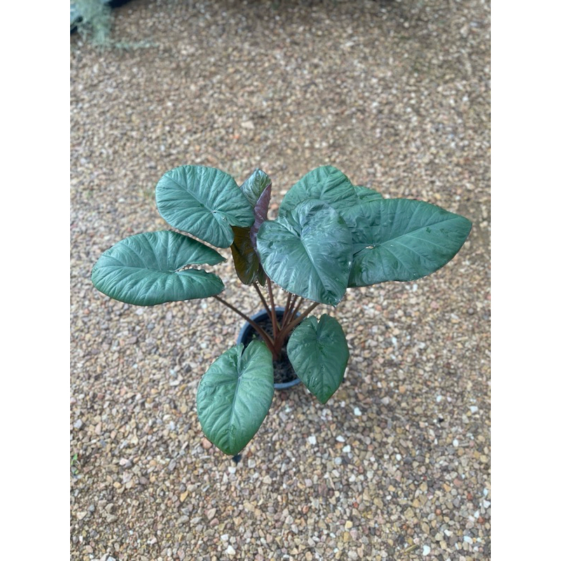 อโลคาเซียเซเรนดิพิตี้ Alocasia Serendipity
