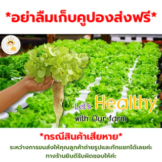 (ส่งด่วน) เมล็ด ผักสลัด กรีนโอ๊ค เรดโอ๊ค กรีนคอส ฟิลเลย์ ร็อคเก็ต ฯลฯ เมล็ดใหม่ งอกดี ตรงสายพันธุ์