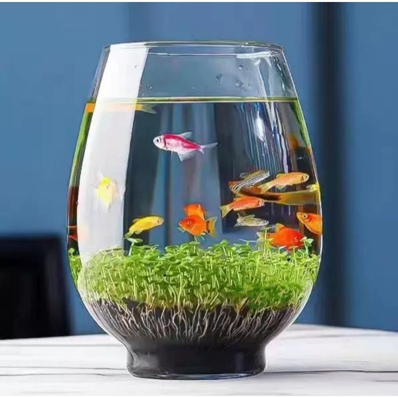 RTNS SHOP :โหลแก้วไฮโดรโปนิกส์  โหลแก้วเลี้ยงปลาสวยงาม โหลปลาทอง ตู้ปลา แจกันดอกไม้ประดิษฐ์  มี 3 ขนาด พร้อมส่ง