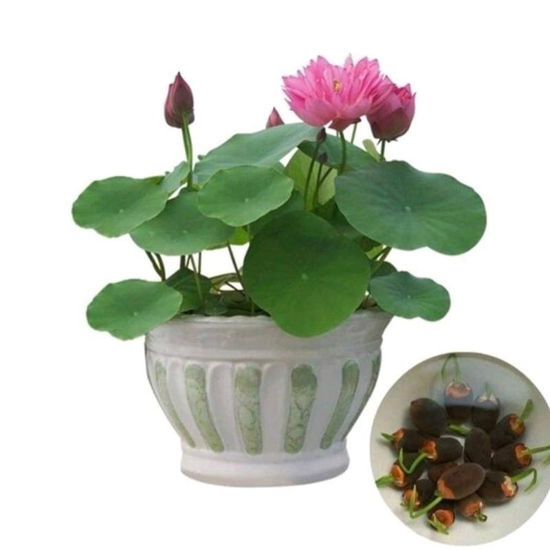 เมล็ดพันธุ์บัวแคระ บัวจิ๋วญี่ปุ่นคละสี 1ชุด มี 10เมล็ด
