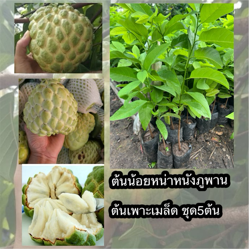ต้นน้อยหน่าหนังภูพาน " ต้นเพาะเมล็ด ชุด5ต้น99บาท🪴