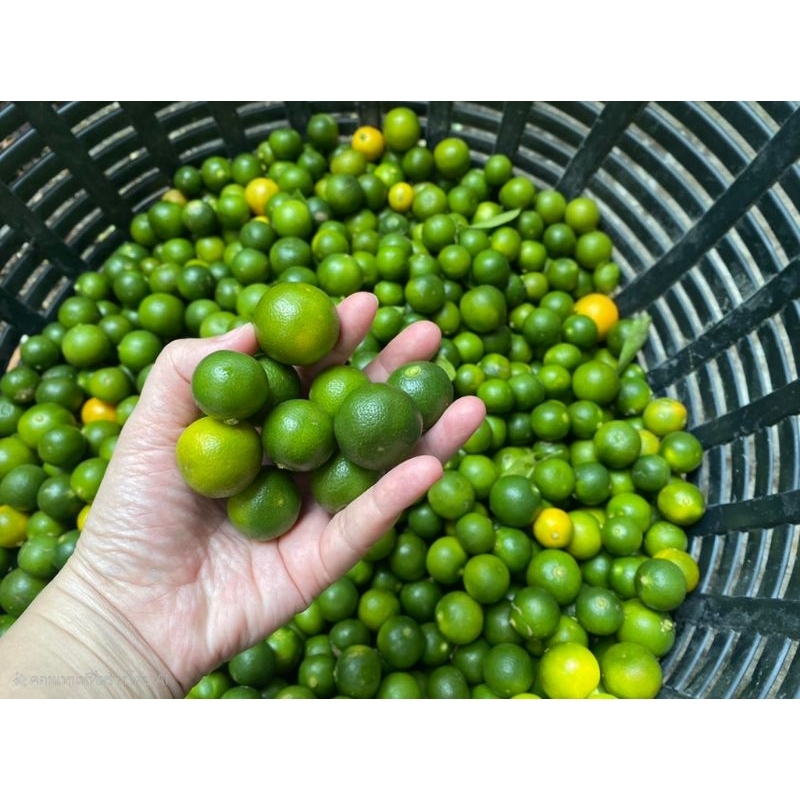 ส้มจี๊ด มะปี๊ด (ส้มจี๊ด)  (calamansi) | ส่งตรงจากจันทบุรี ส้มจี้ด มะปี้ด