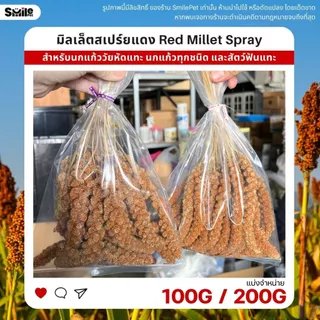 มิลเล็ตสเปร์ยแดง อาหารนกแก้ว หนูแฮมสเตอร์ และสัตว์ฟันแทะ Red Millet Spray (แบ่งขาย 100G / 200G)