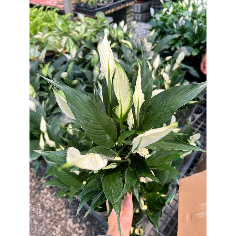 #เดหลีใบมัน ดอกขาวสวย เดหลีฟอกอากาส(Spathiphyllum sp.) กระถาง4-5นิ้ว  #เดหลี #ใบมัน