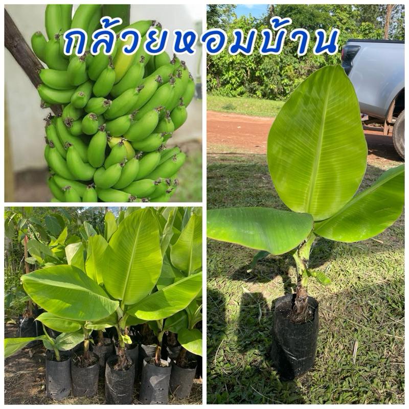 ต้นกล้วยหอมบ้าน ผลไม้ปลูกง่าย ต้นเตี้ยแคระ ปลูกกินก็ได้ปลูกขายก็ดี ปลูกได้ทั่วภูมิภาค