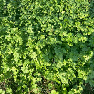 ตราลูกโลก เมล็ดผักชี เติมเต็ม Coriander เมล็ดพันธุ์ผัก ผักสวนครัว ผักซอง