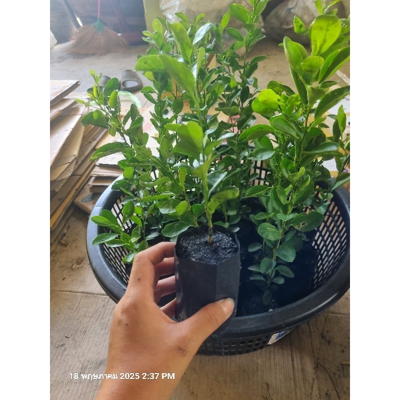 มะนาวแป้นรำไพร 1 ต้นเล็กถุงดำ 10-15 ซม. ถูกที่สุดผักสวนครัว🌱