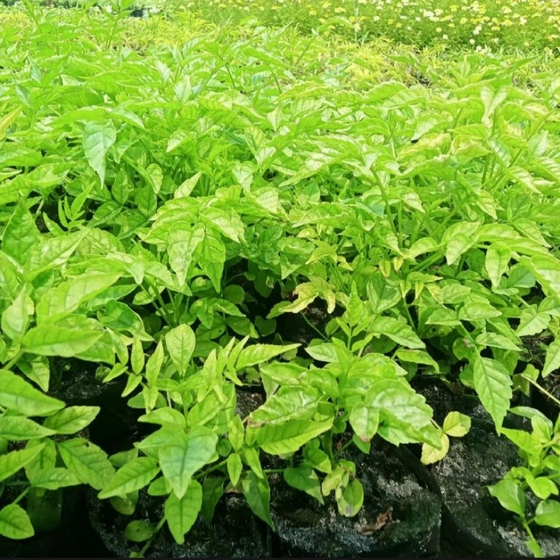 ทองอุไรสีชมพู 1 ต้น 1 ถุงดำเล็ก ประมาน 10-15 ซม.  ไม้ประดับ🌱 - รูปที่ 2