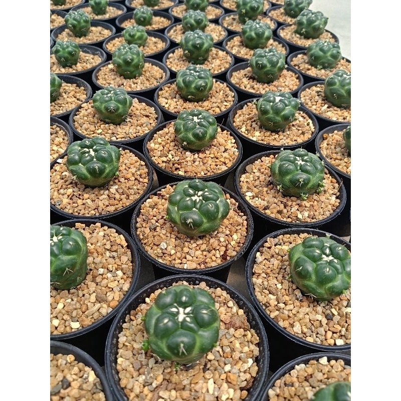ช้างไร้หนาม โคลนพี่บอยสิงห์บุรี Coryphantha elephantidens (spineless)