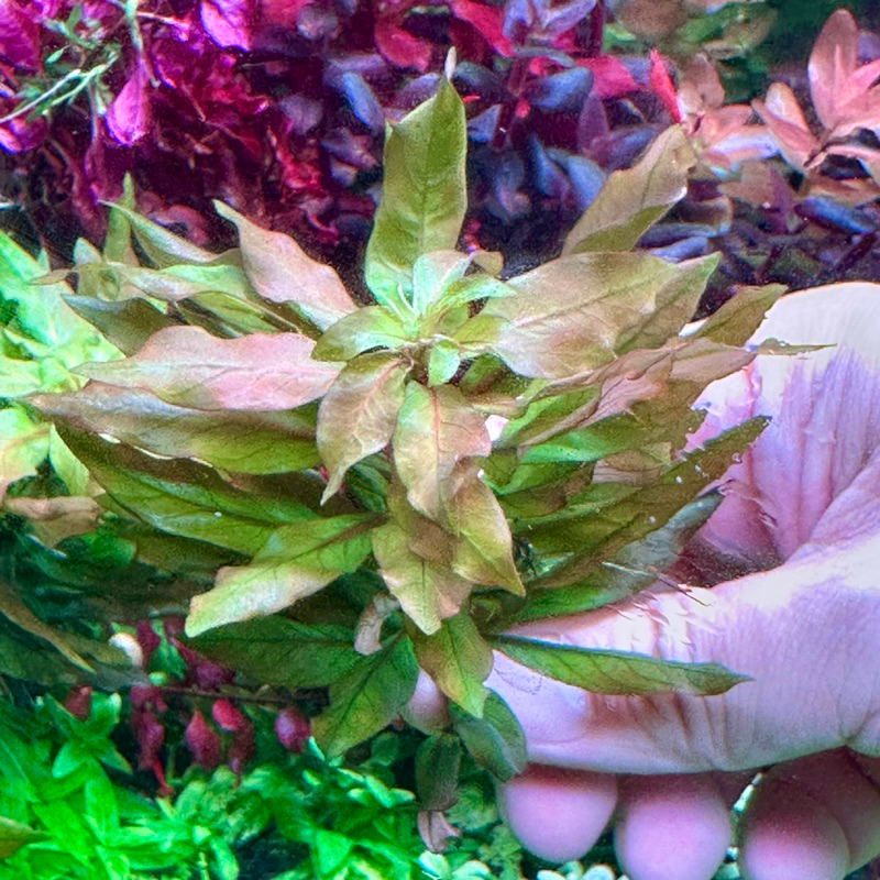 ไม้พุ่ม Ludwigia pilosa ลัดวิเจีย ปิโลซ่าใบแหลม ต้นไม้น้ำใบน้ำ ไม้พุ่ม